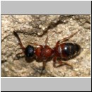 Myrmosa atra - Spinnenameise 01a 7mm.jpg